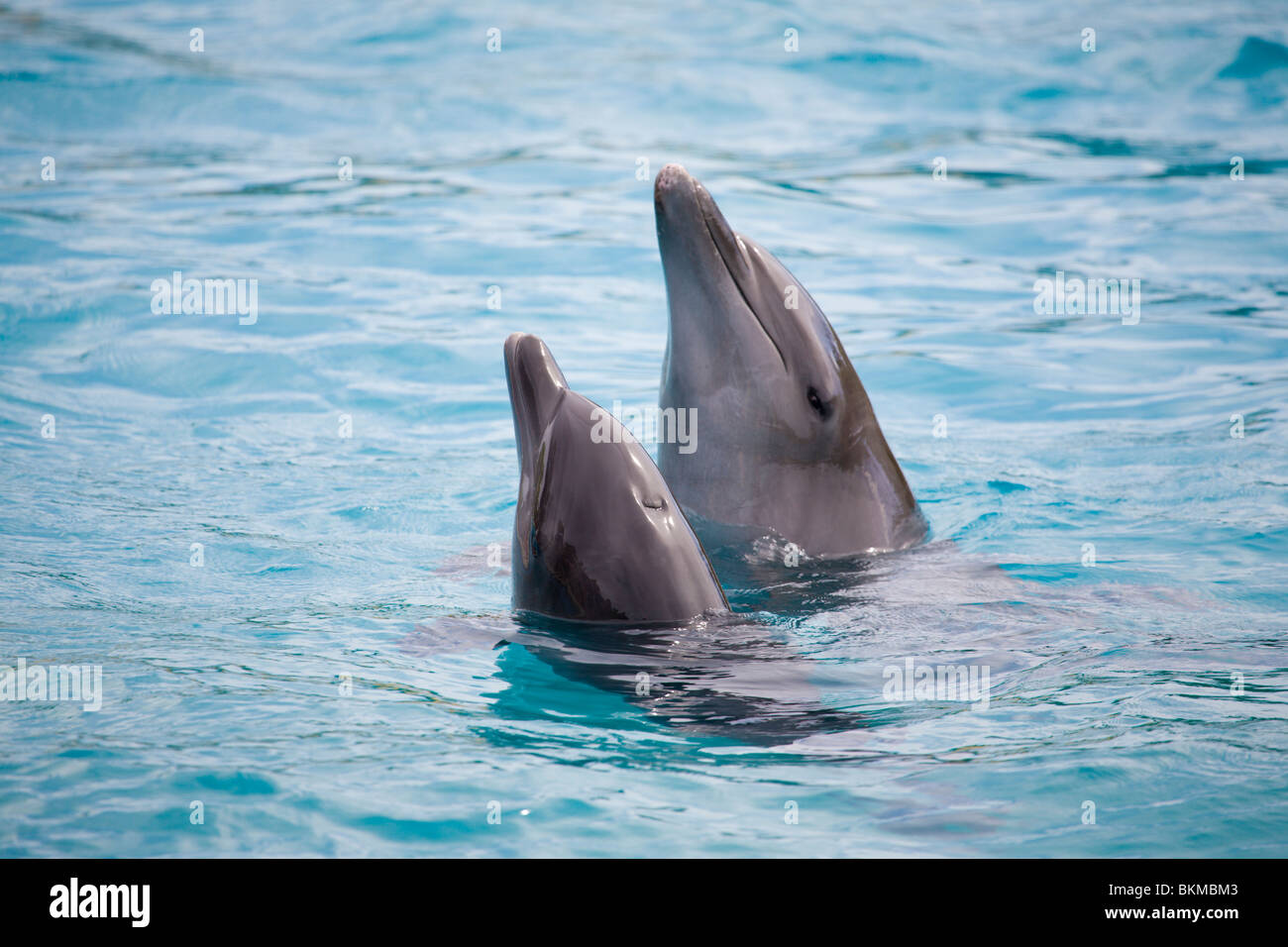 Dolphins Stock Photo