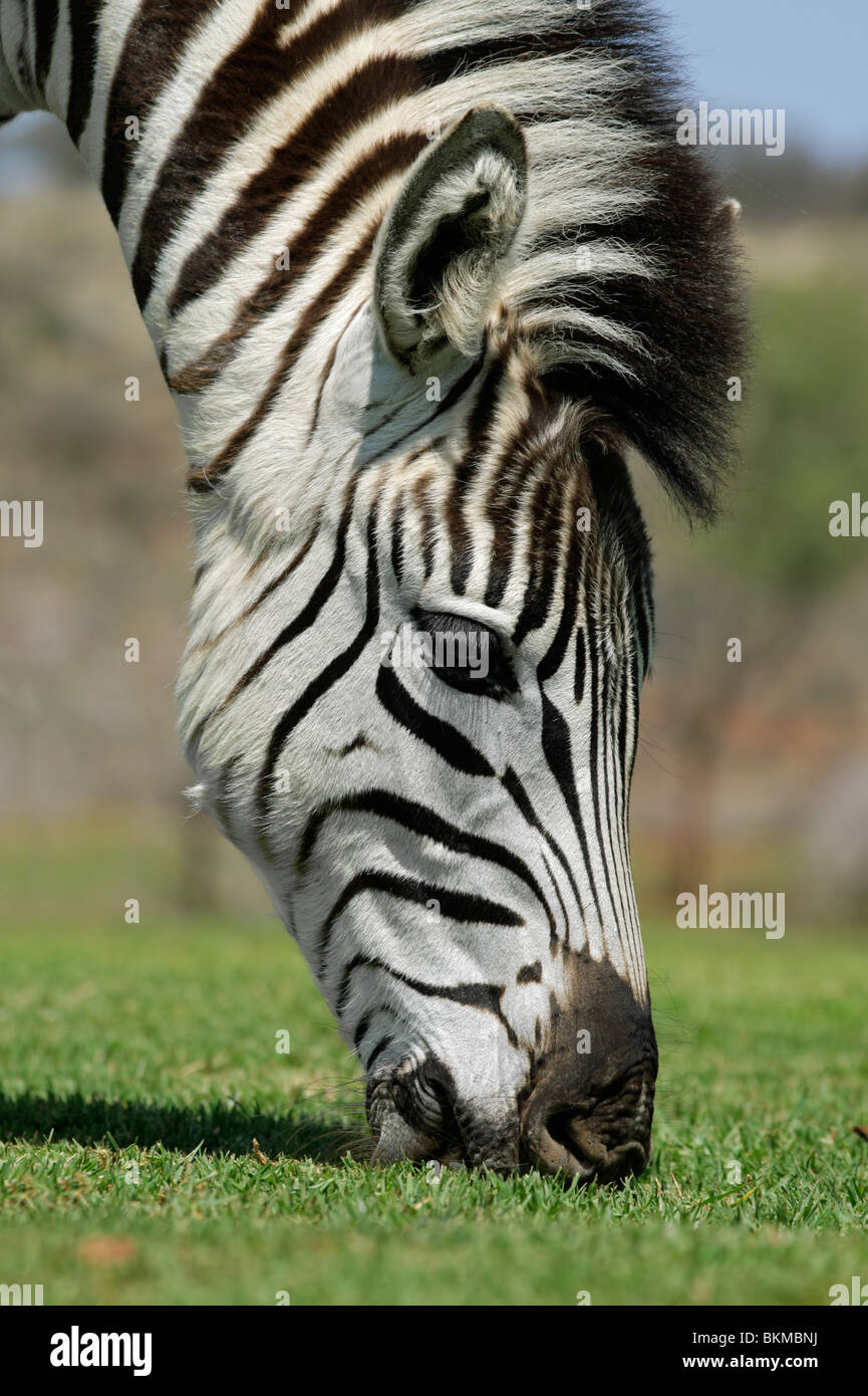 Portrait of a grazing Plains (Burchell's) Zebra (Equus quagga), South Africa Stock Photo