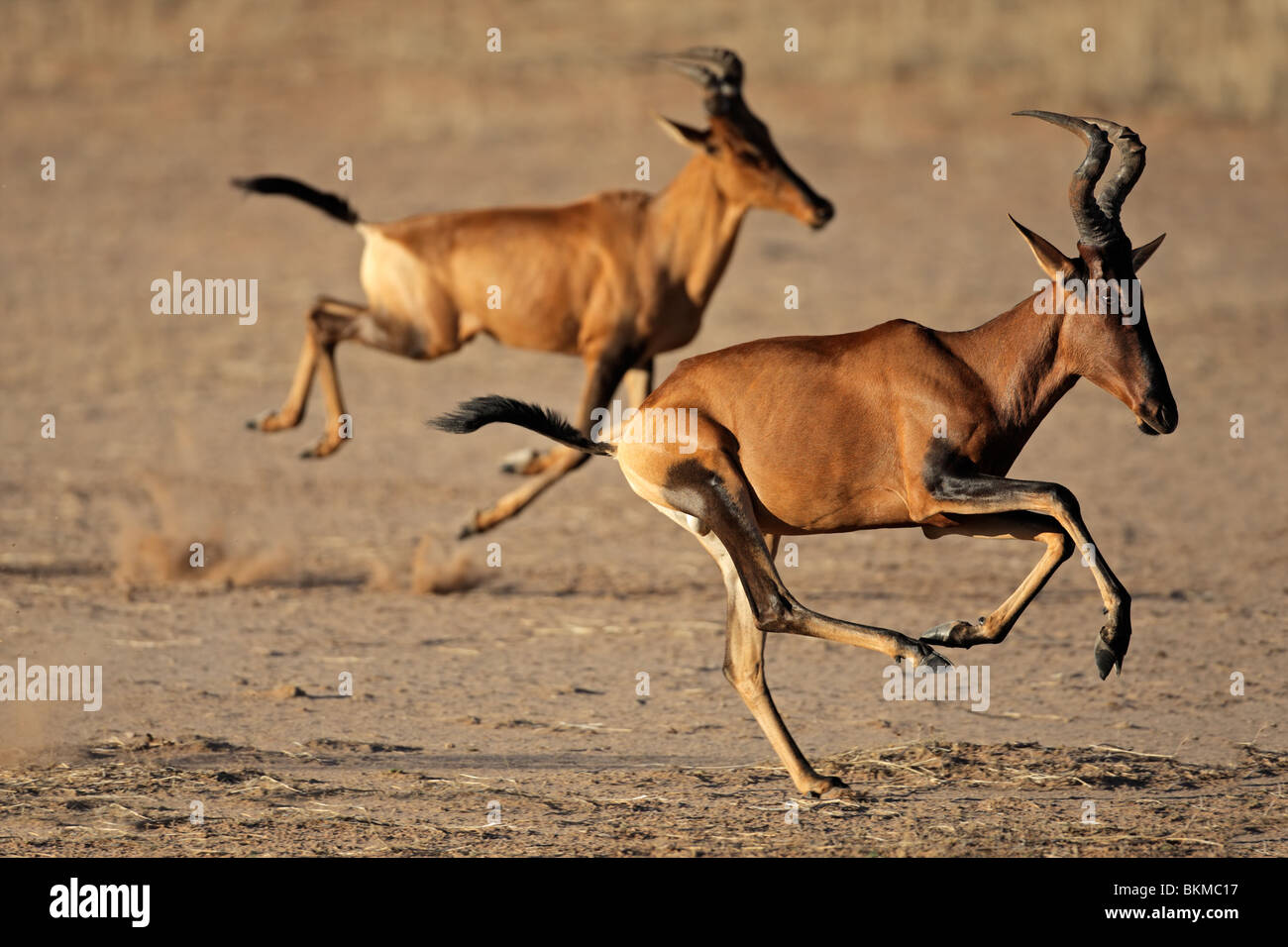 Red hartebeest (Alcelaphus buselaphus) running, Kgalagadi Transfrontier ...