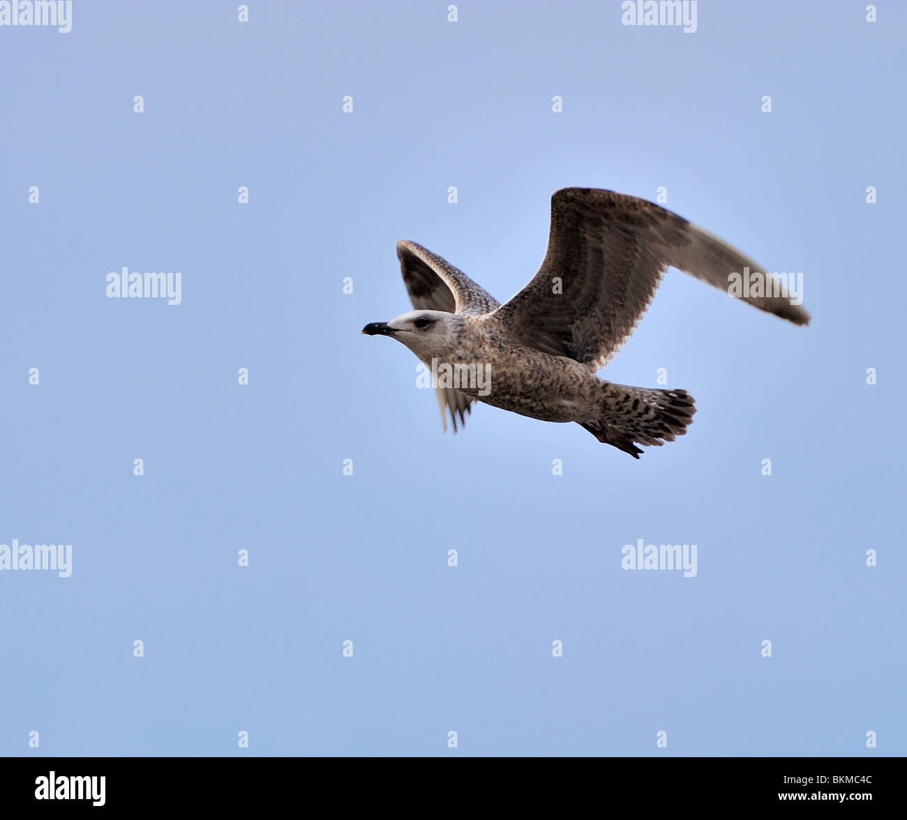 Juvenile herring gull soaring in blue sky Stock Photo Alamy