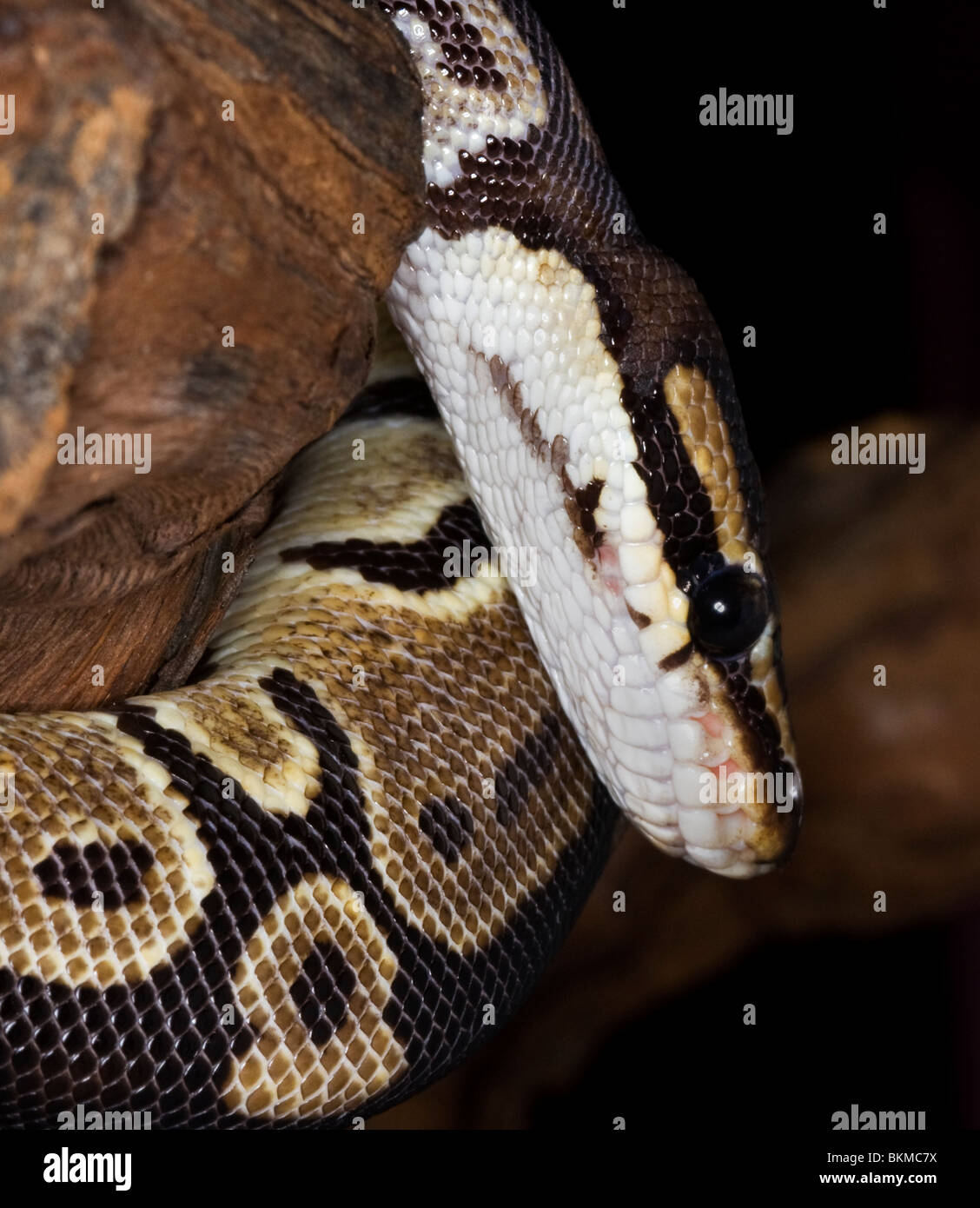 close up of head and body of a python snake Stock Photo - Alamy