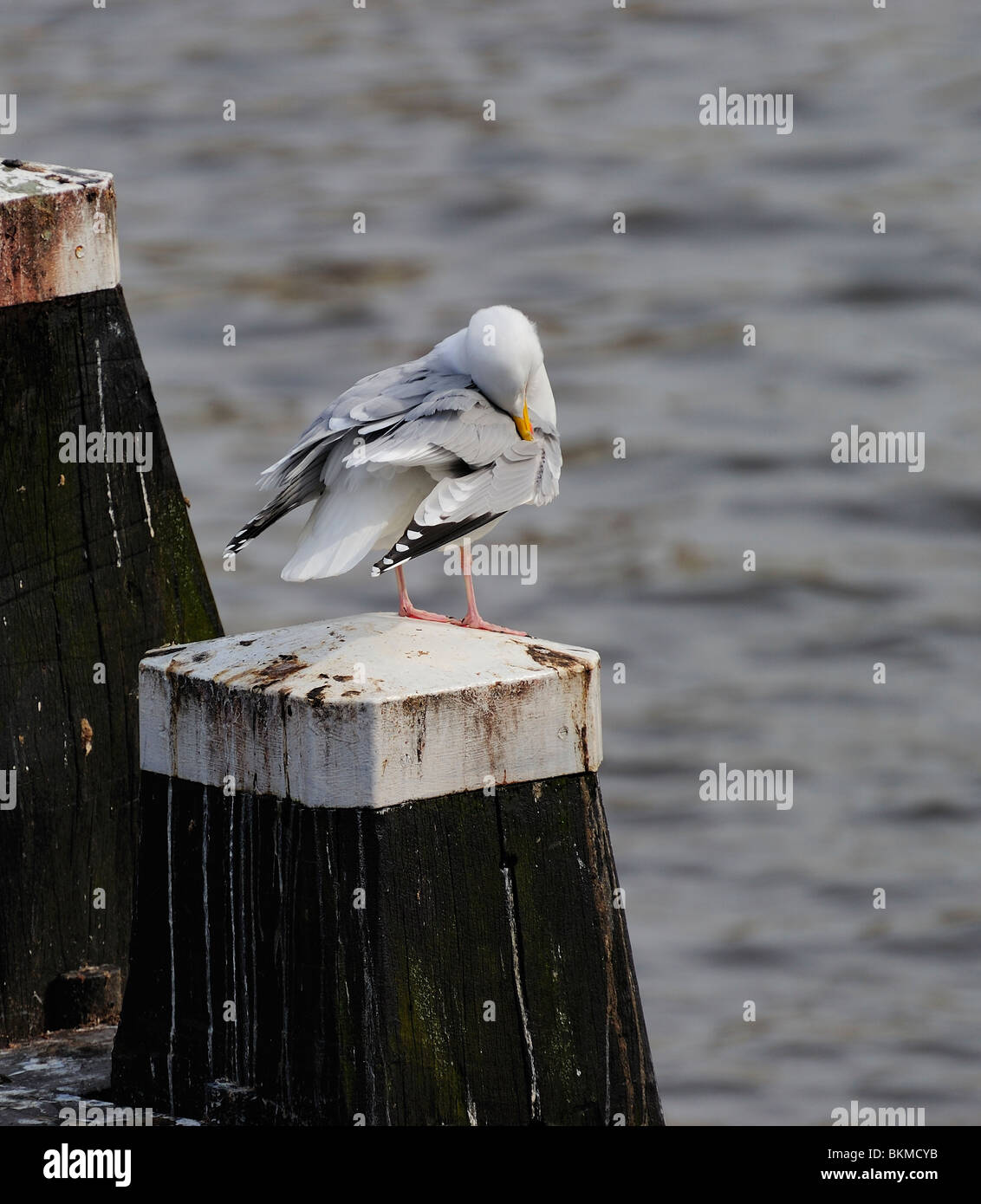 Adult herring gull resting on post along Amstel river, teasing feather Stock Photo