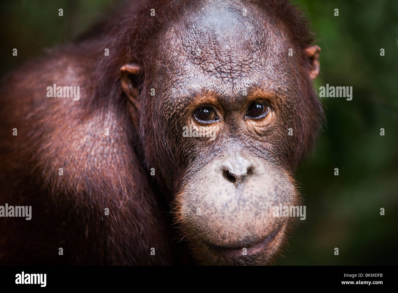 Portrait of an orangutan (Pongo pygmaeus). Sepilok Orangutan Rehabilitation Centre, Sandakan, Sabah, Borneo, Malaysia. Stock Photo