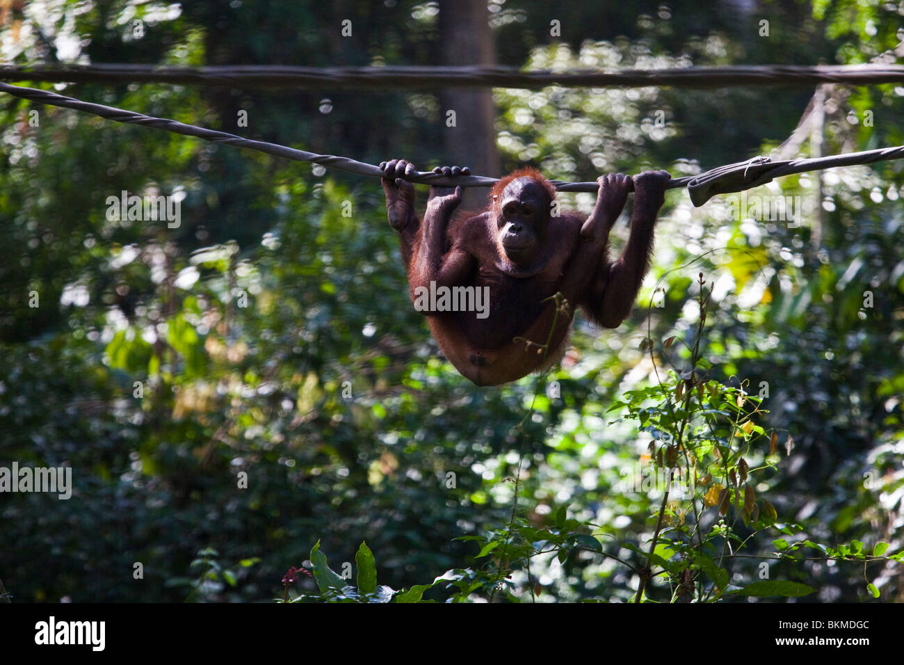 Orangutan hanging around at the Sepilok Orangutan Rehabilitation Centre ...