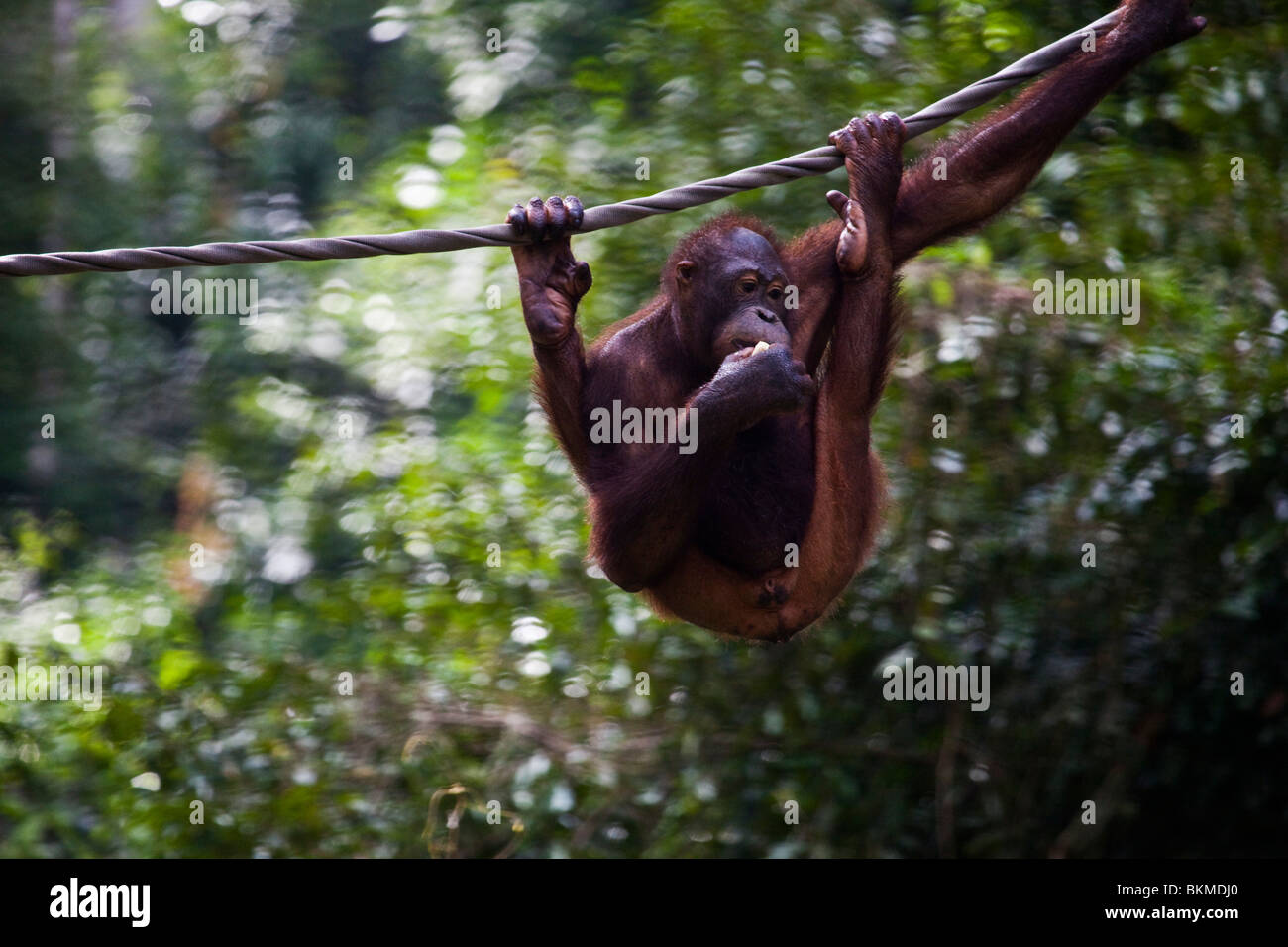 Oangutan at the Sepilok Orangutan Rehabilitation Centre. Sandakan, Sabah, Borneo, Malaysia. Stock Photo