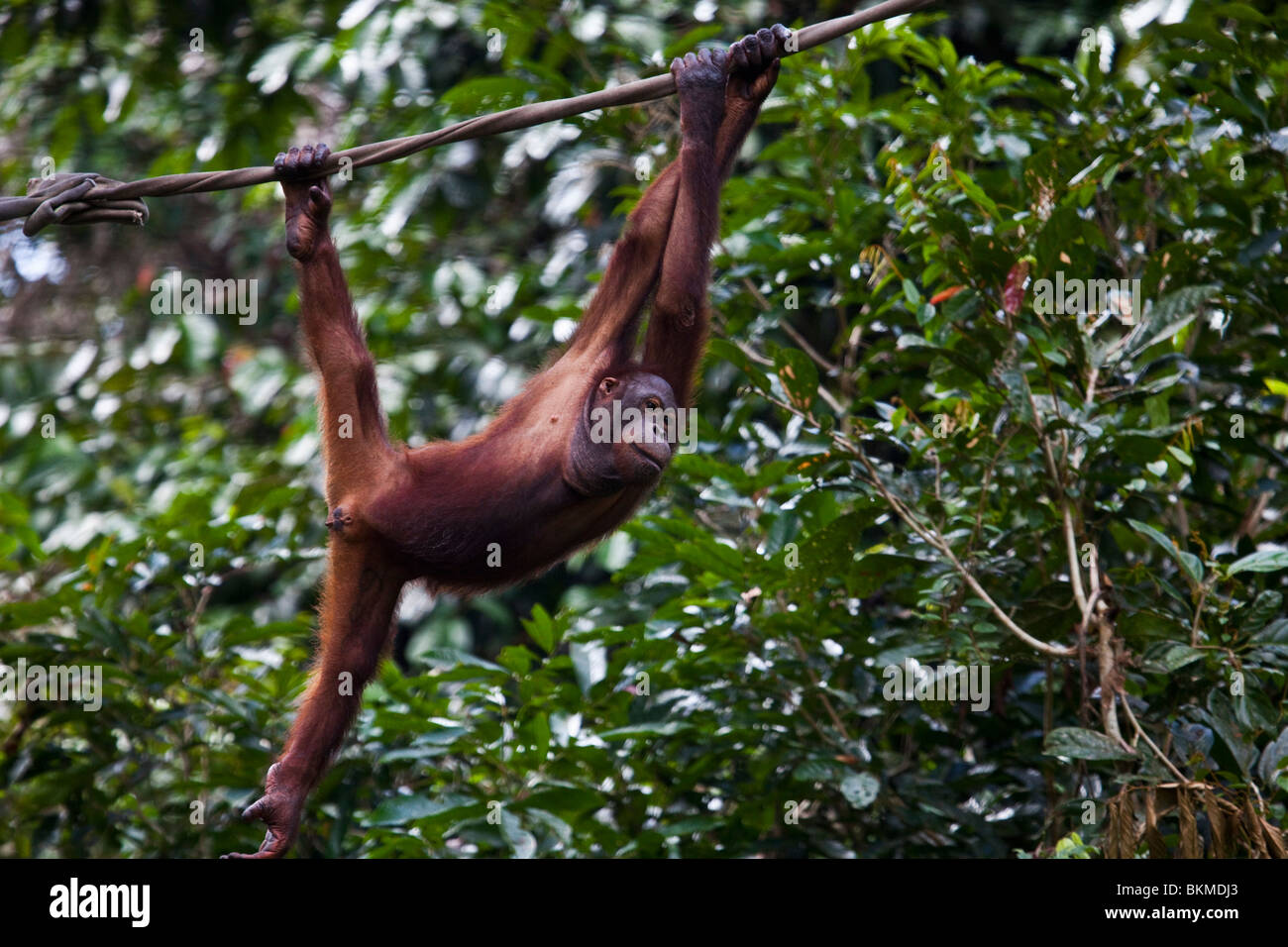 Oangutan at the Sepilok Orangutan Rehabilitation Centre. Sandakan, Sabah, Borneo, Malaysia. Stock Photo