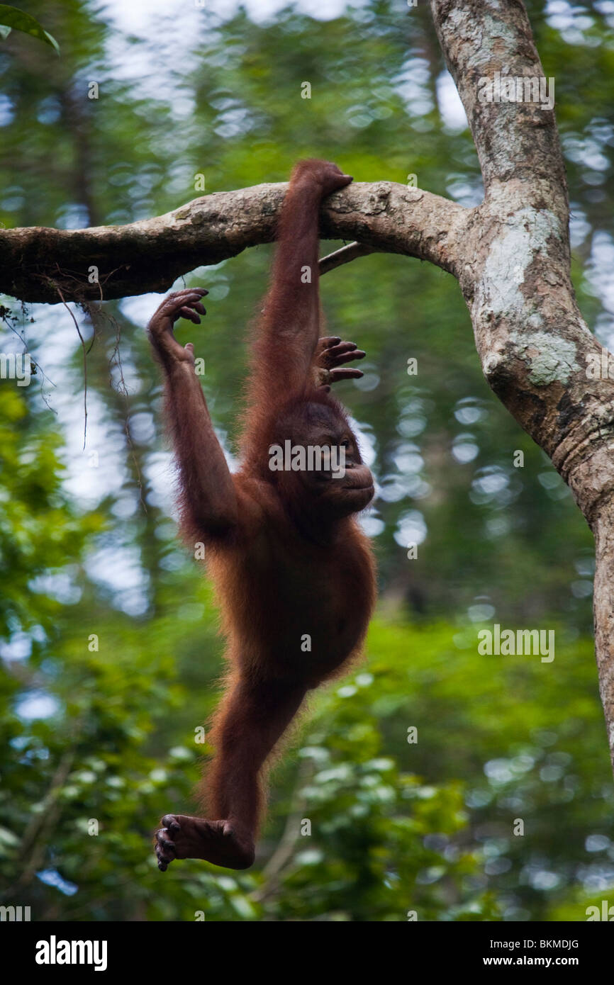 Orangutan at the Sepilok Orangutan Rehabilitation Centre. Sandakan, Sabah, Borneo, Malaysia. Stock Photo