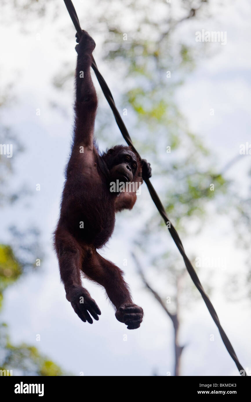 Orangutan at the Sepilok Orangutan Rehabilitation Centre. Sandakan, Sabah, Borneo, Malaysia. Stock Photo