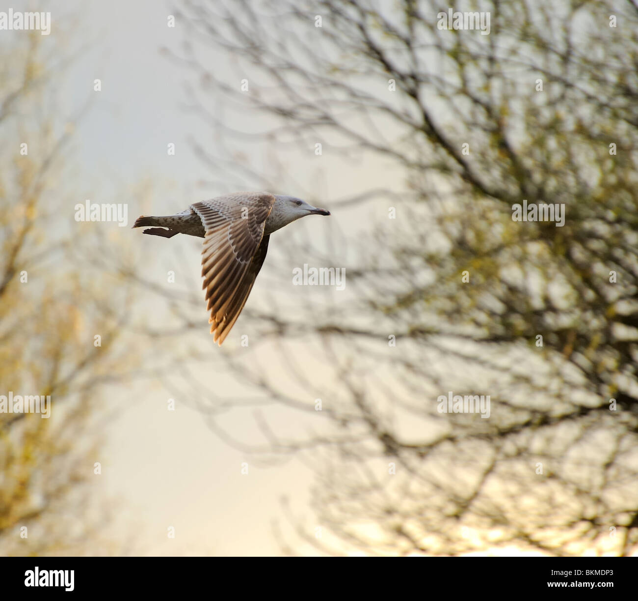 Juvenile herring gull soaring in blue sky Stock Photo