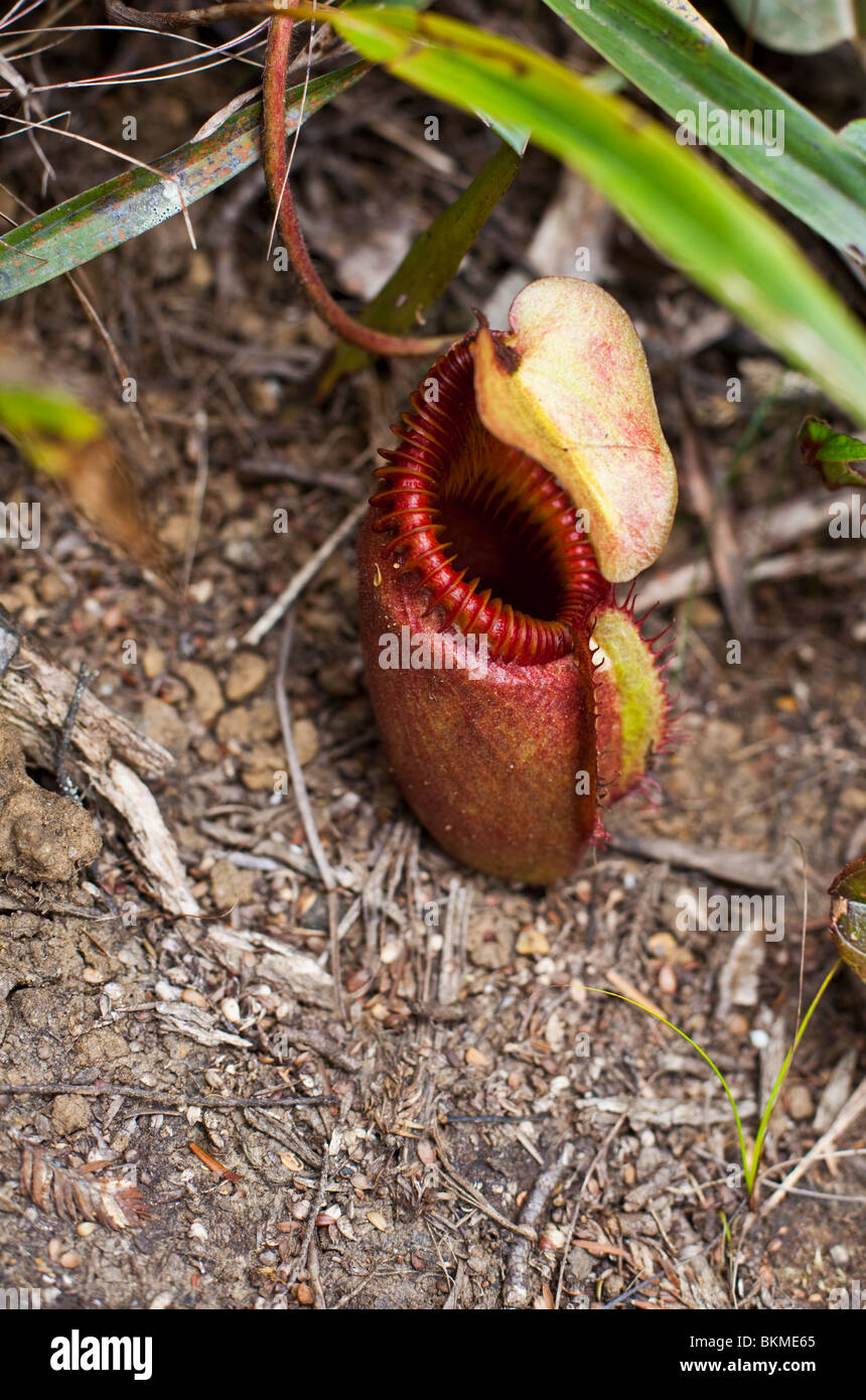 Carnivorous pitcher plant (Nepenthes kinabaluensis) on Mt Kinabalu summit trail. Kinabalu National Park, Sabah, Malaysia. Stock Photo