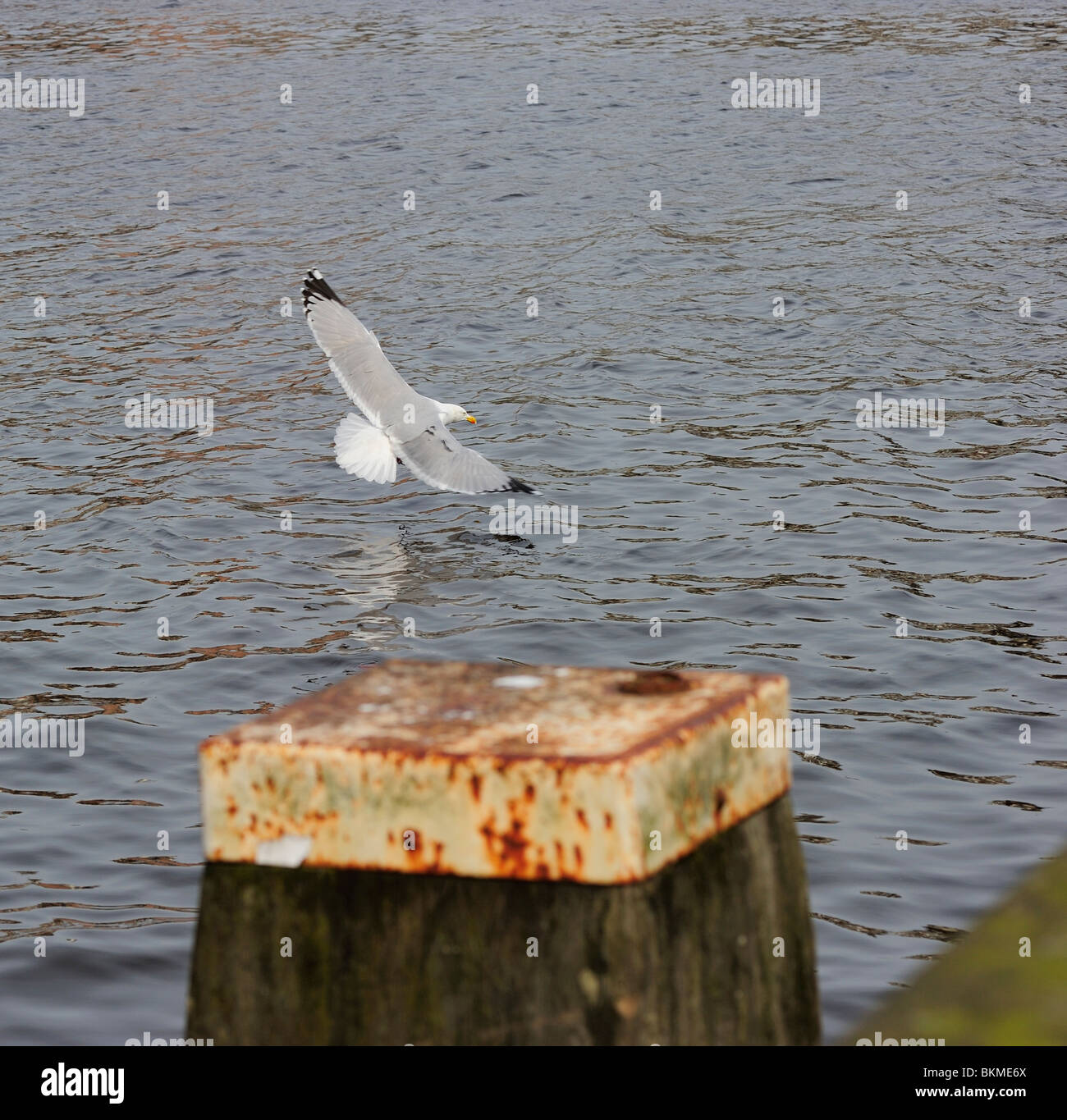 Adult herring gull landing on Amstel river with fully open wing Stock