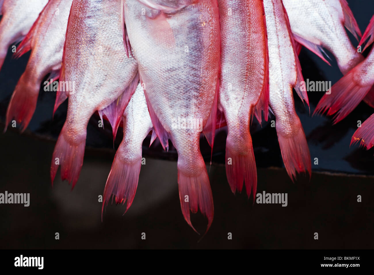 Fresh fish for sale in the Night Market. Kota Kinabalu, Sabah, Borneo, Malaysia. Stock Photo