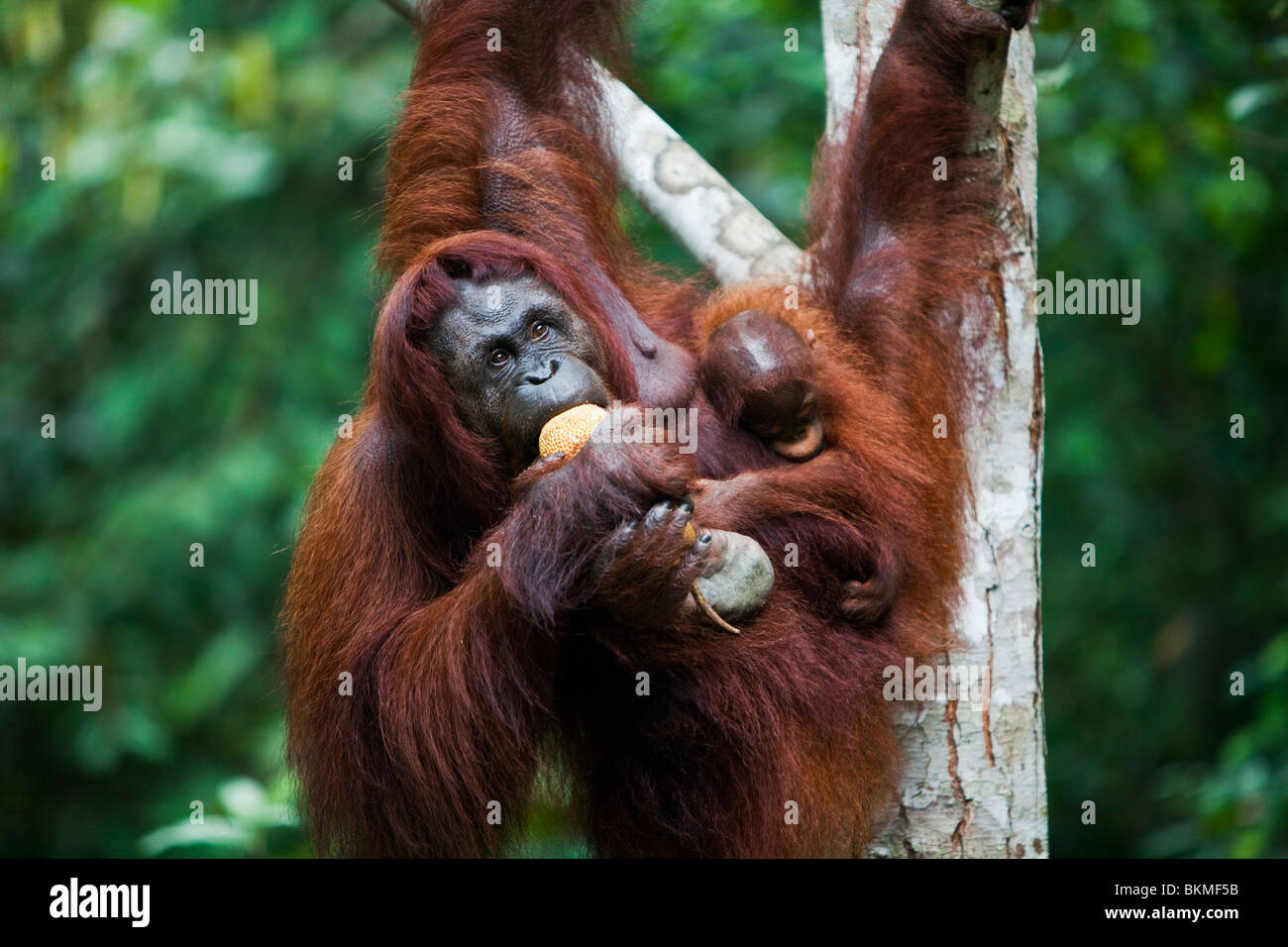 A baby orangutan (Pongo pygmaeus) clings to its mother as she feeds. Semenngoh Wildlife Centre, Kuching, Sarawak, Malaysia. Stock Photo