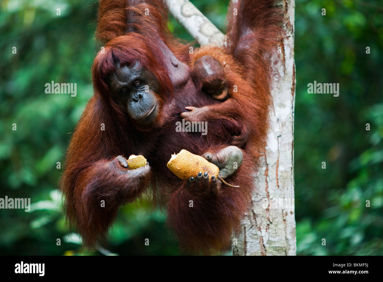 Mother and baby orangutan (Pongo pygmaeus).  Semenngoh Wildlife Centre, Kuching, Sarawak, Borneo, Malaysia. Stock Photo