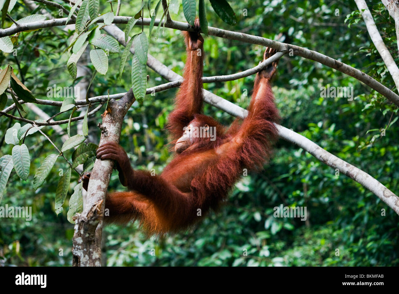 Orangutan (Pongo pygmaeus) hanging from the trees at the Semenngoh Wildlife Centre. Kuching, Sarawak, Borneo, Malaysia. Stock Photo