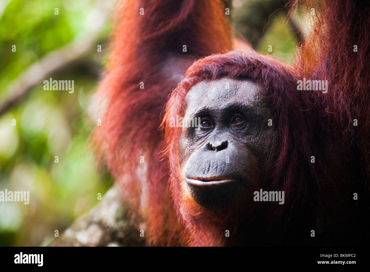 Portrait of an adult orangutan (Pongo pygmaeus). Semenngoh Wildlife Centre, Kuching, Sarawak, Borneo, Malaysia. Stock Photo