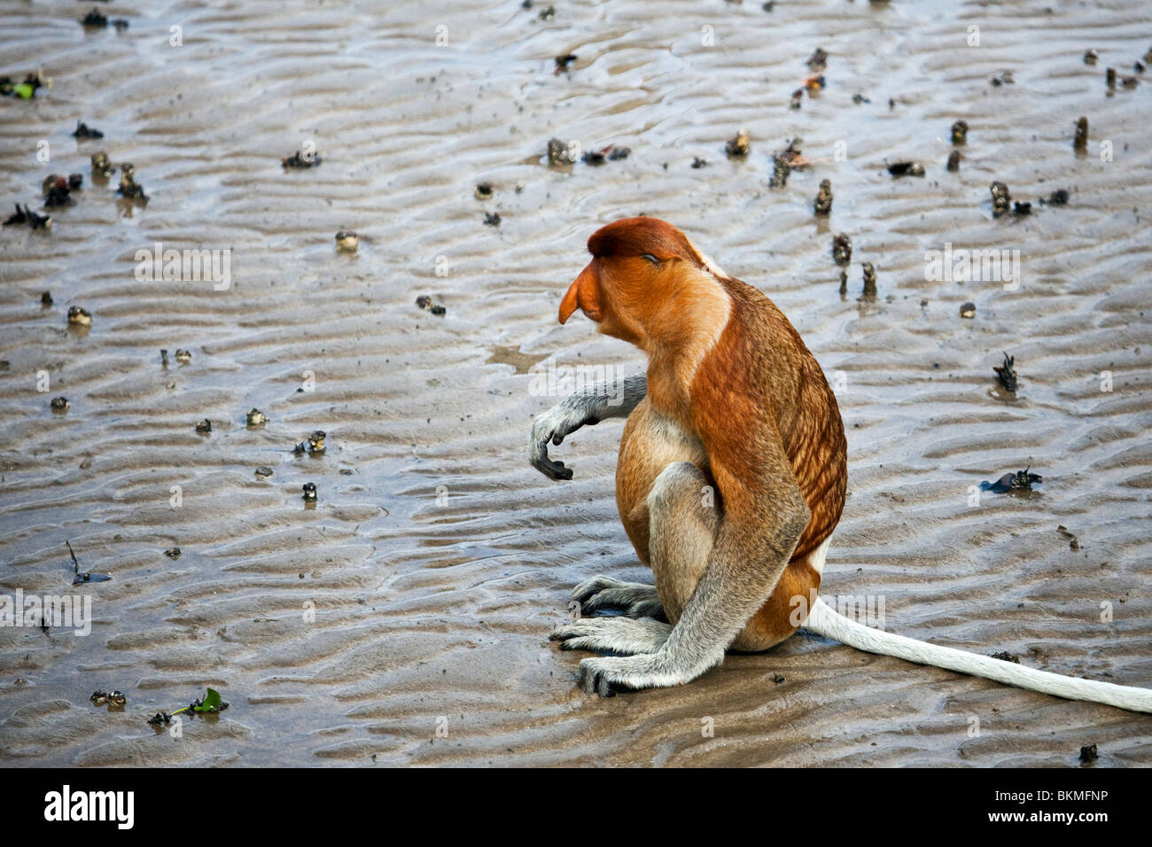 Proboscis monkey (Nasalis larvatus) sitting on mangrove mudflats in Bako National Park. Kuching, Sarawak, Borneo, Malaysia. Stock Photo