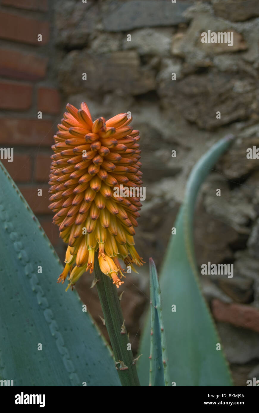 Aloe flower on a cactus Stock Photo - Alamy