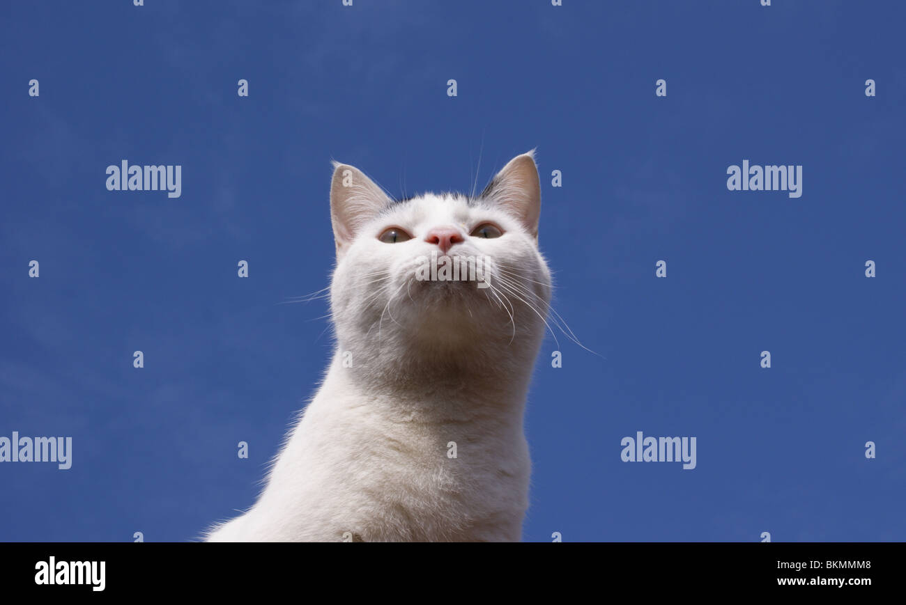 BLACK AND WHITE CAT OUTDOORS UNDER A BLUE SKY FACE LOOKING UPWARDS AND