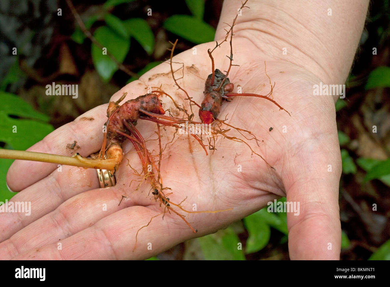 Root of Bloodroot Sanguinaria canadensis Spring Wildflower Hardwoods Eastern USA Stock Photo