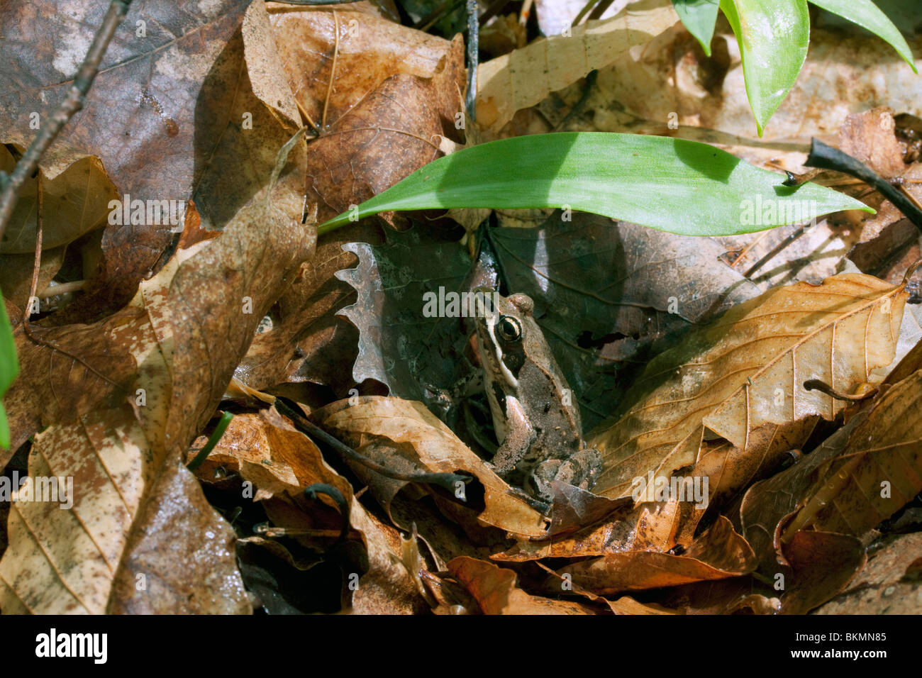 Frog tongue hires stock photography and images Alamy