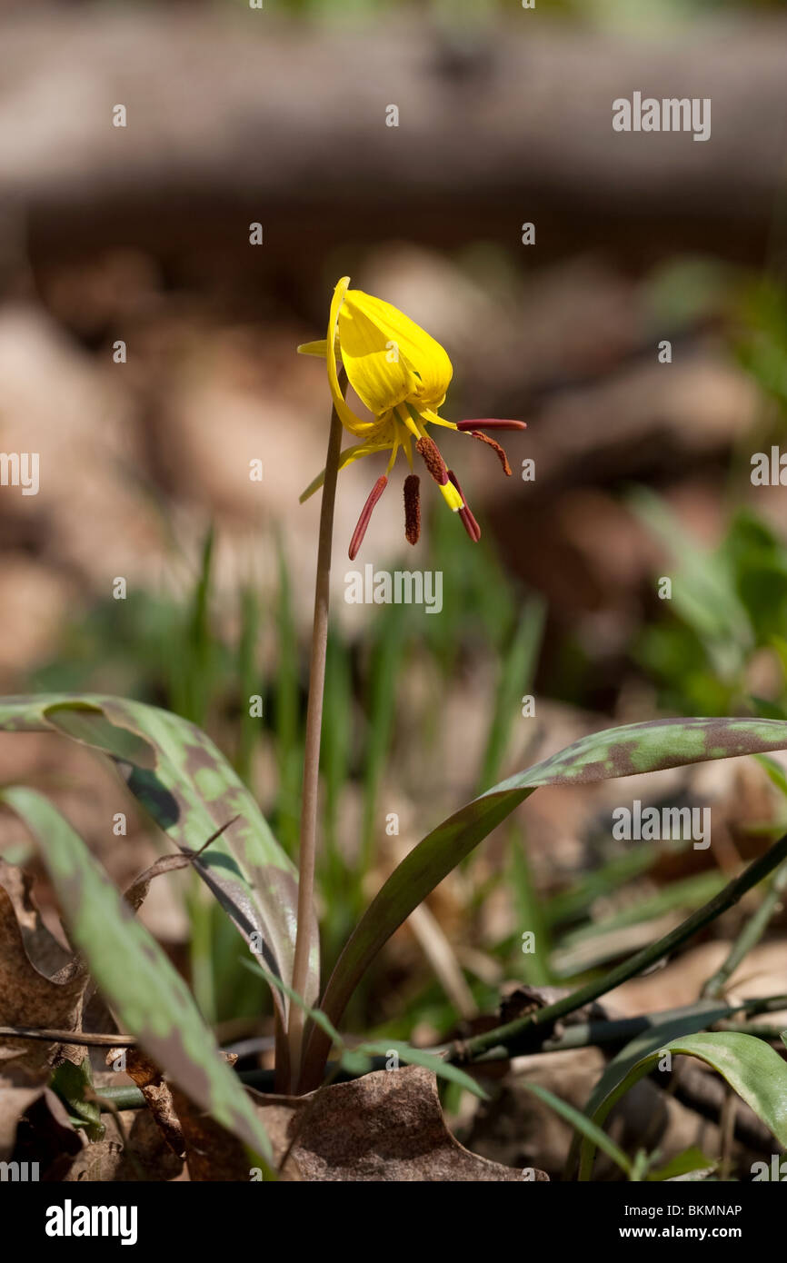 Adder's Tongue Yellow Trout Lily Erythronium americanum ,Spring