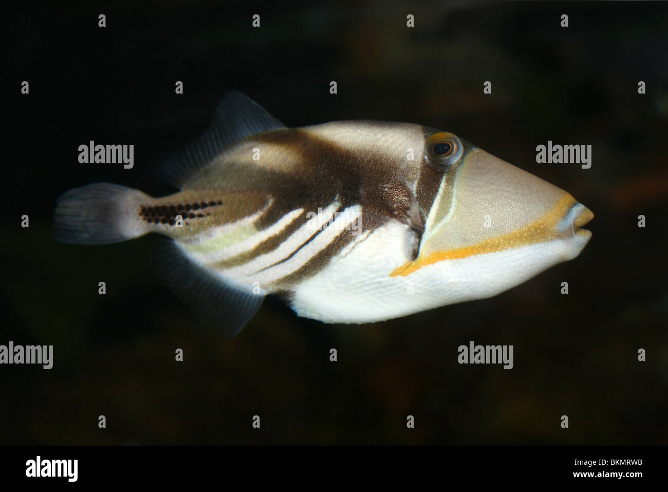 Picasso Triggerfish Rhinecanthus aculeatus Stock Photo