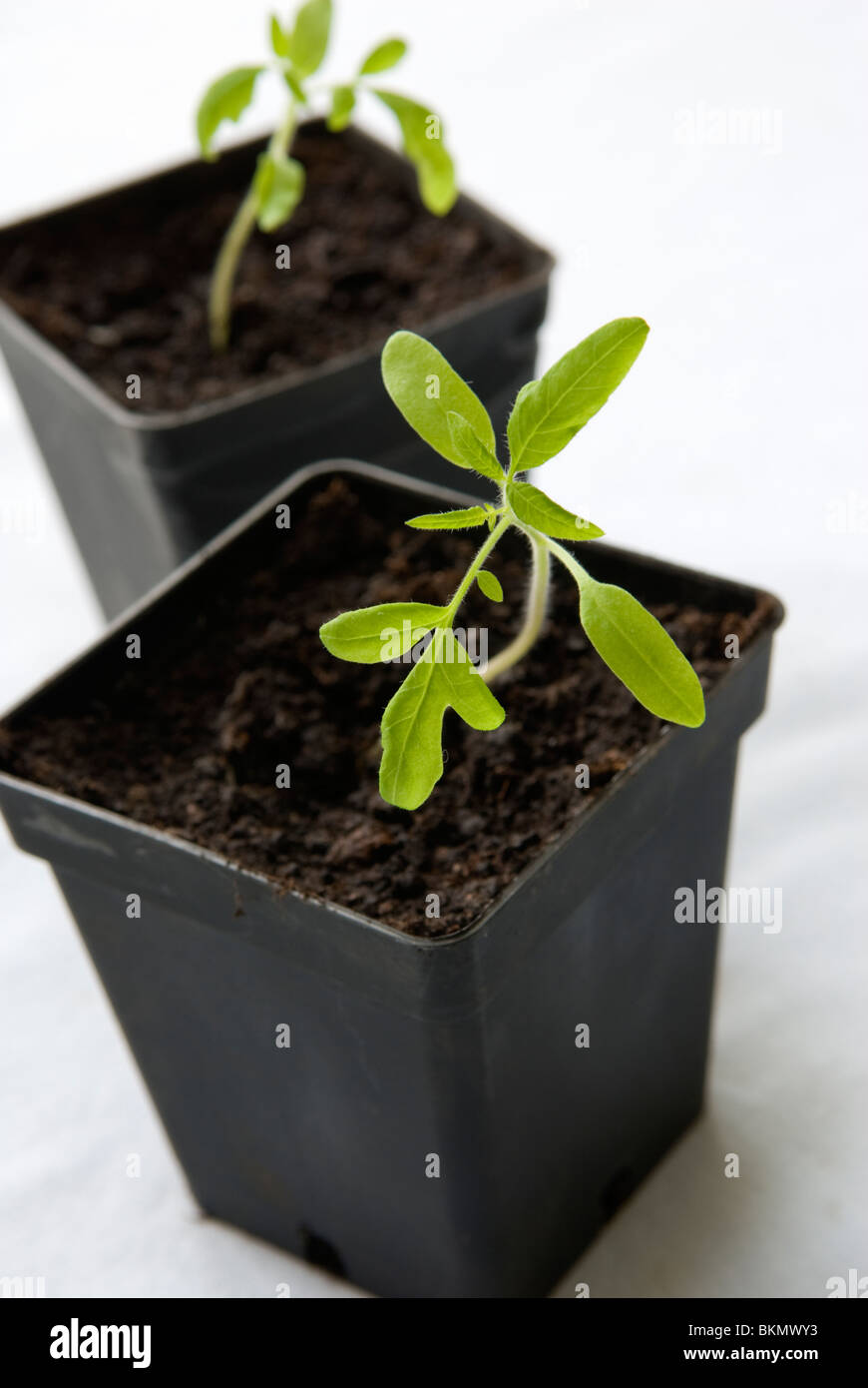 Tomato (Solanum lycopersicum) seedlings in pots. Stock Photo