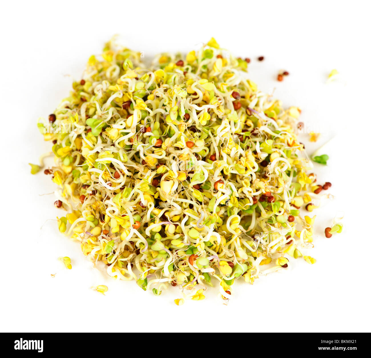 Fresh young alfalfa sprouts isolated on white background Stock Photo