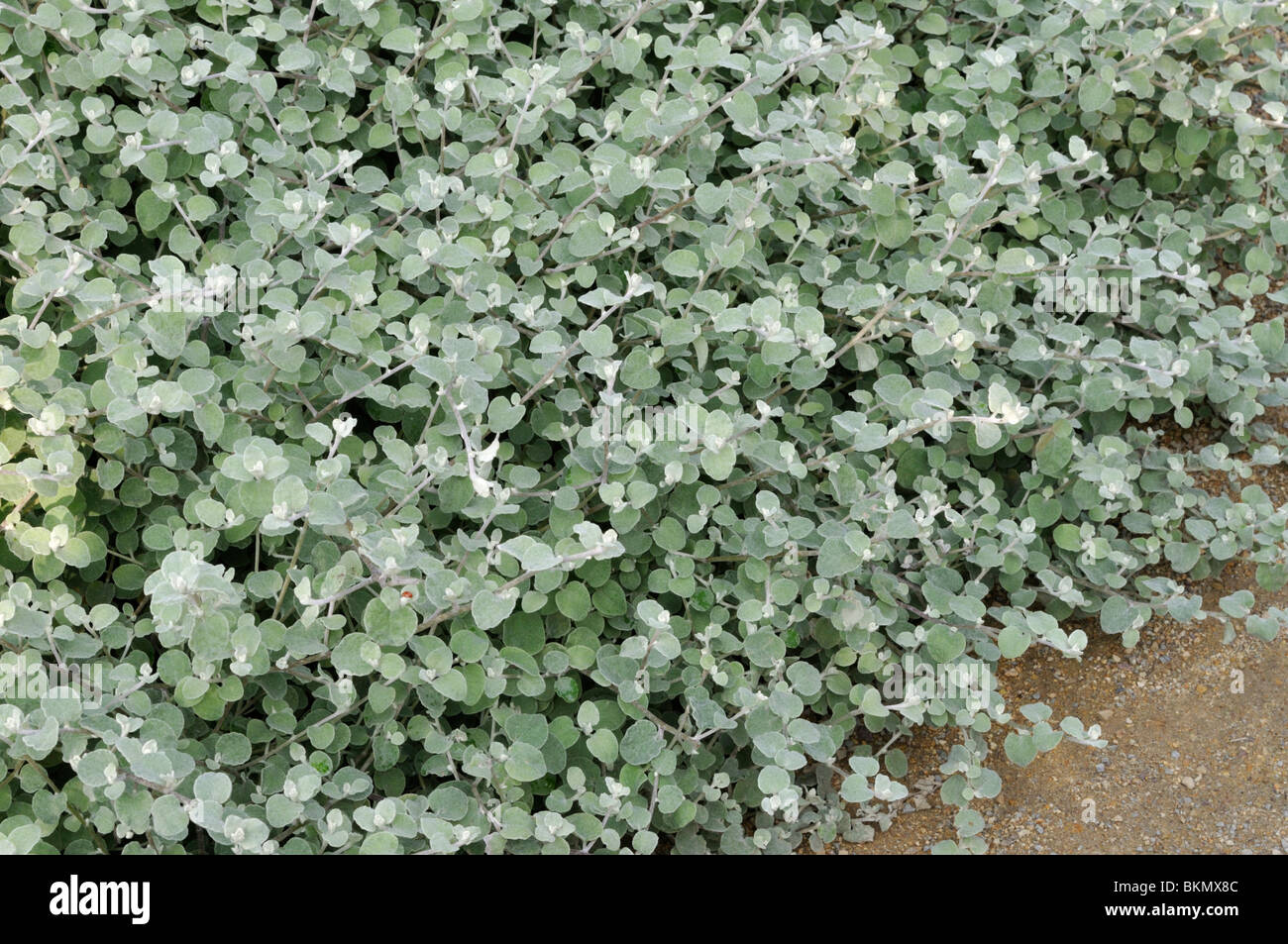 Silver bush everlasting (Helichrysum petiolare) Stock Photo