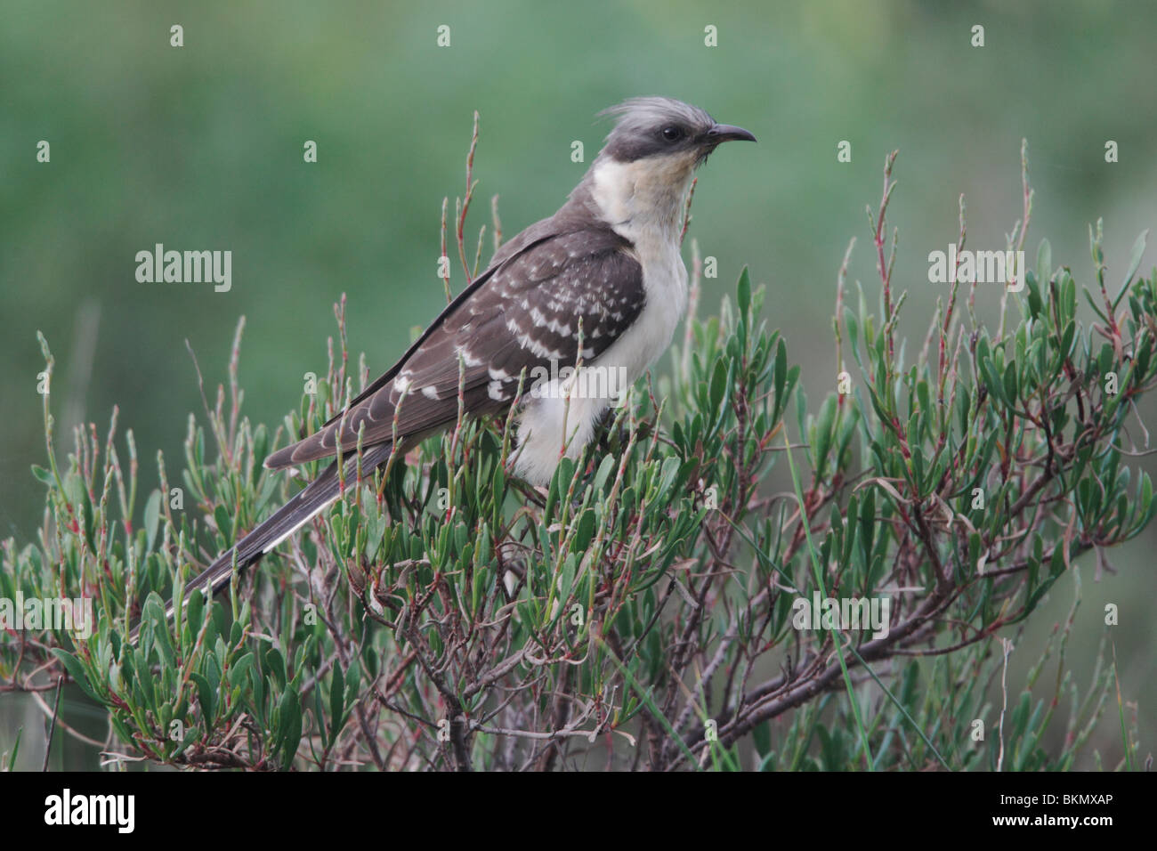 Great-spotted cuckoo, Clamator glandarius, single bird on a bush, Portugal, March 2010 Stock Photo