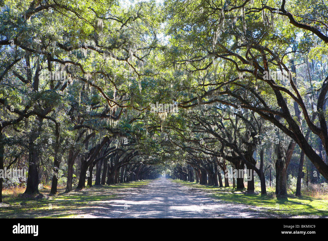 LIVE OAK TREE LINED ROAD AT WORMSLOE PLANTATION, NEAR THE CITY OF