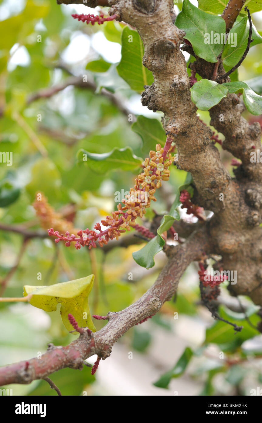 Carob tree (Ceratonia siliqua) Stock Photo
