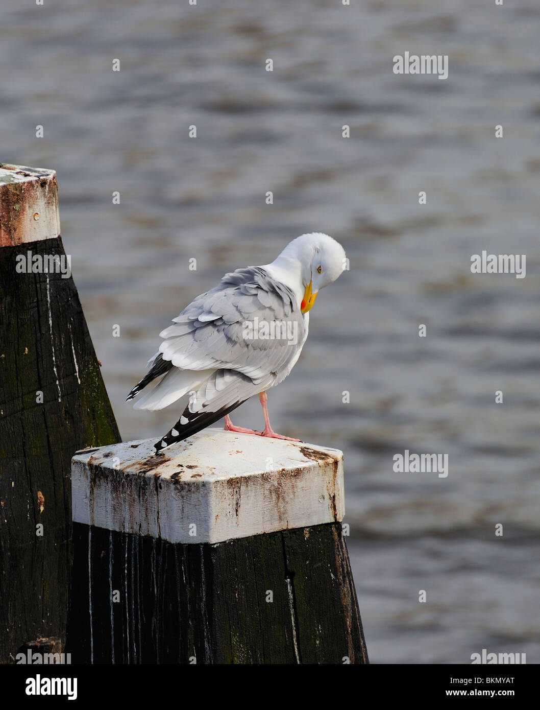 Adult herring gull resting on post along Amstel river, teasing feather