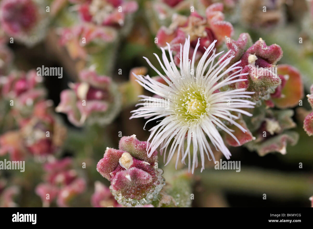 Common ice plant (Mesembryanthemum crystallinum) Stock Photo