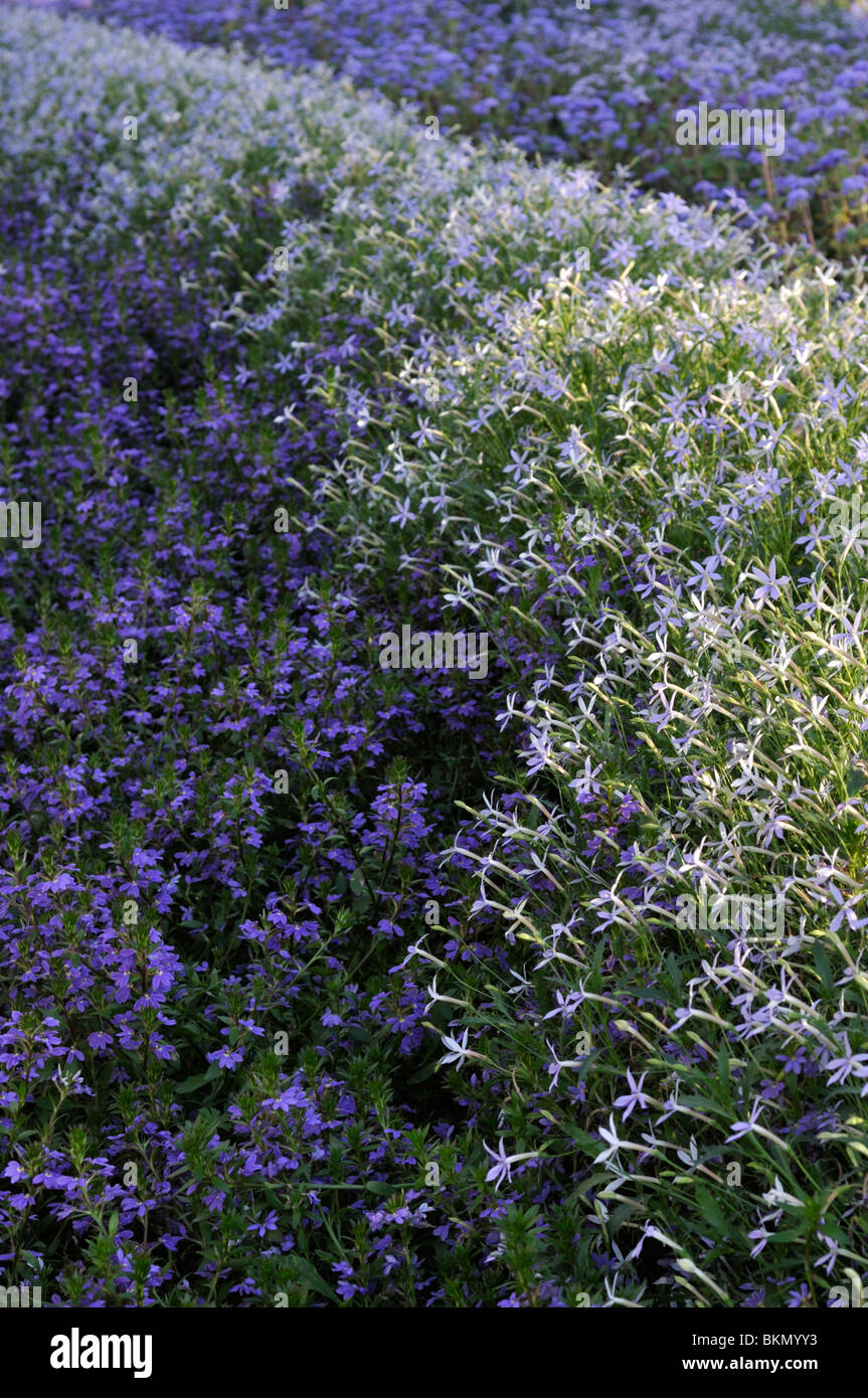 Laurentia axillaris 'Starshine Blue' syn. Isotoma axillaris 'Starshine Blue' and fairy fan-flower (Scaevola aemula) Stock Photo