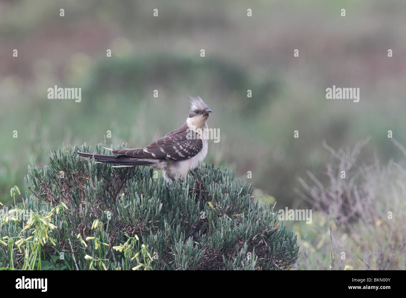 Great-spotted cuckoo, Clamator glandarius, single bird on a bush, Portugal, March 2010 Stock Photo
