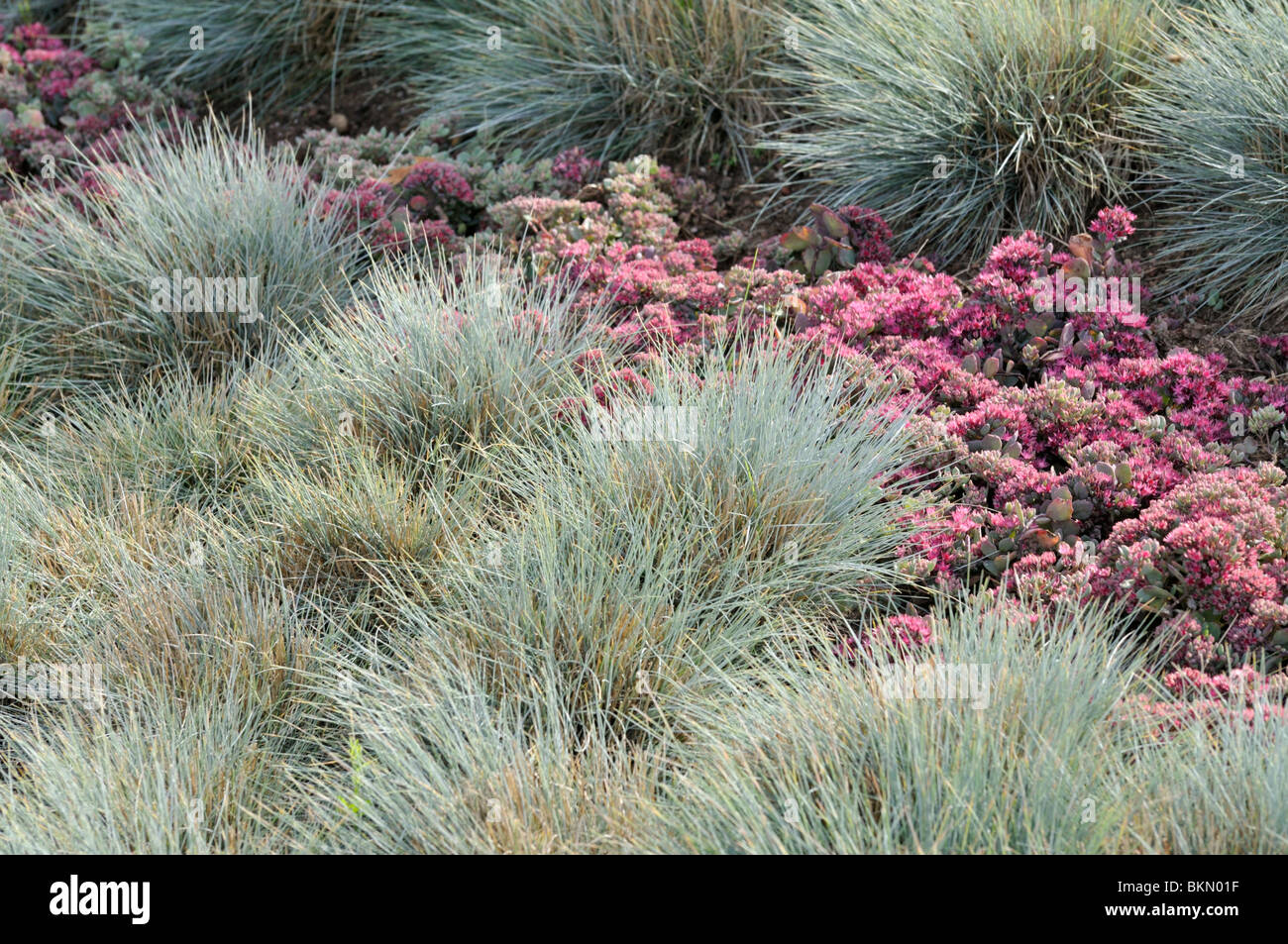 Blue fescue (Festuca cinerea syn. Festuca glauca) and pink stonecrop (Sedum ewersii syn. Hylotelephium ewersii) Stock Photo