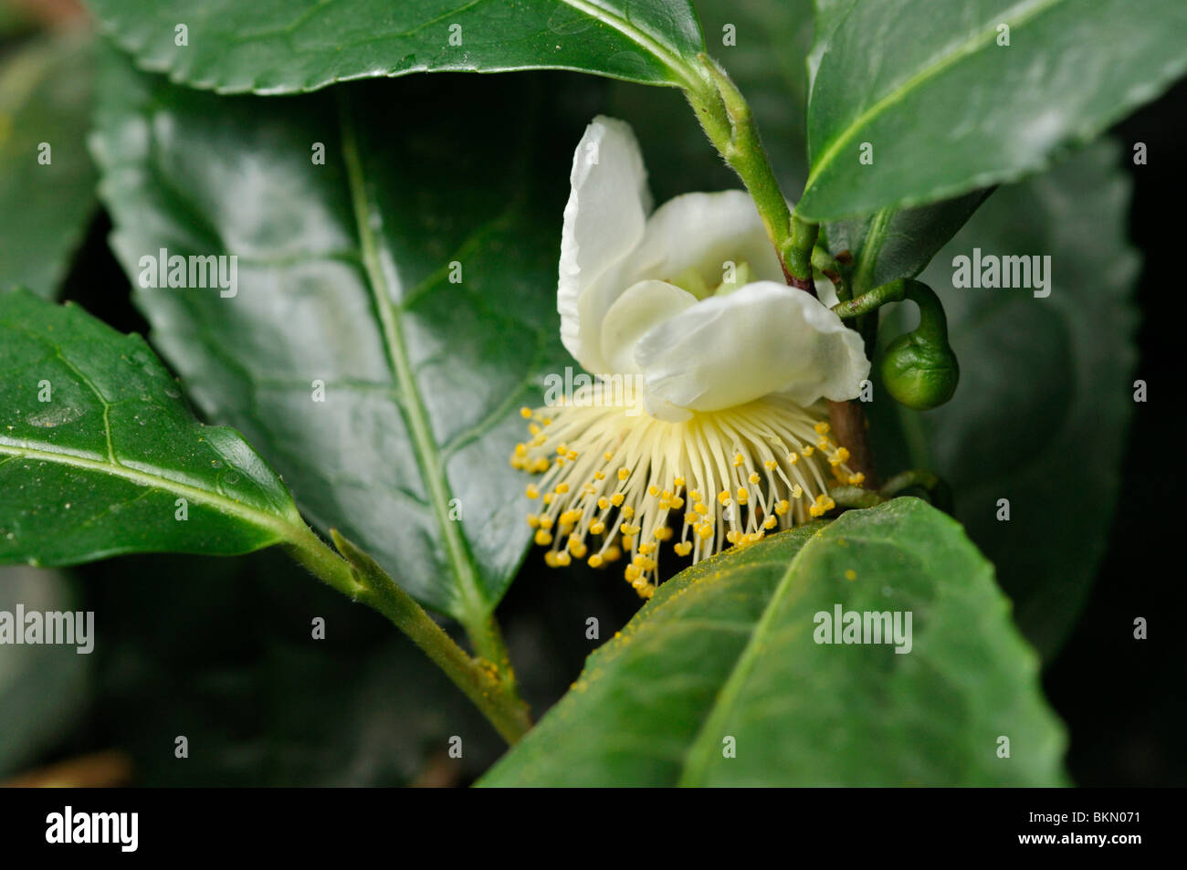 Tea plant (Camellia sinensis) Stock Photo