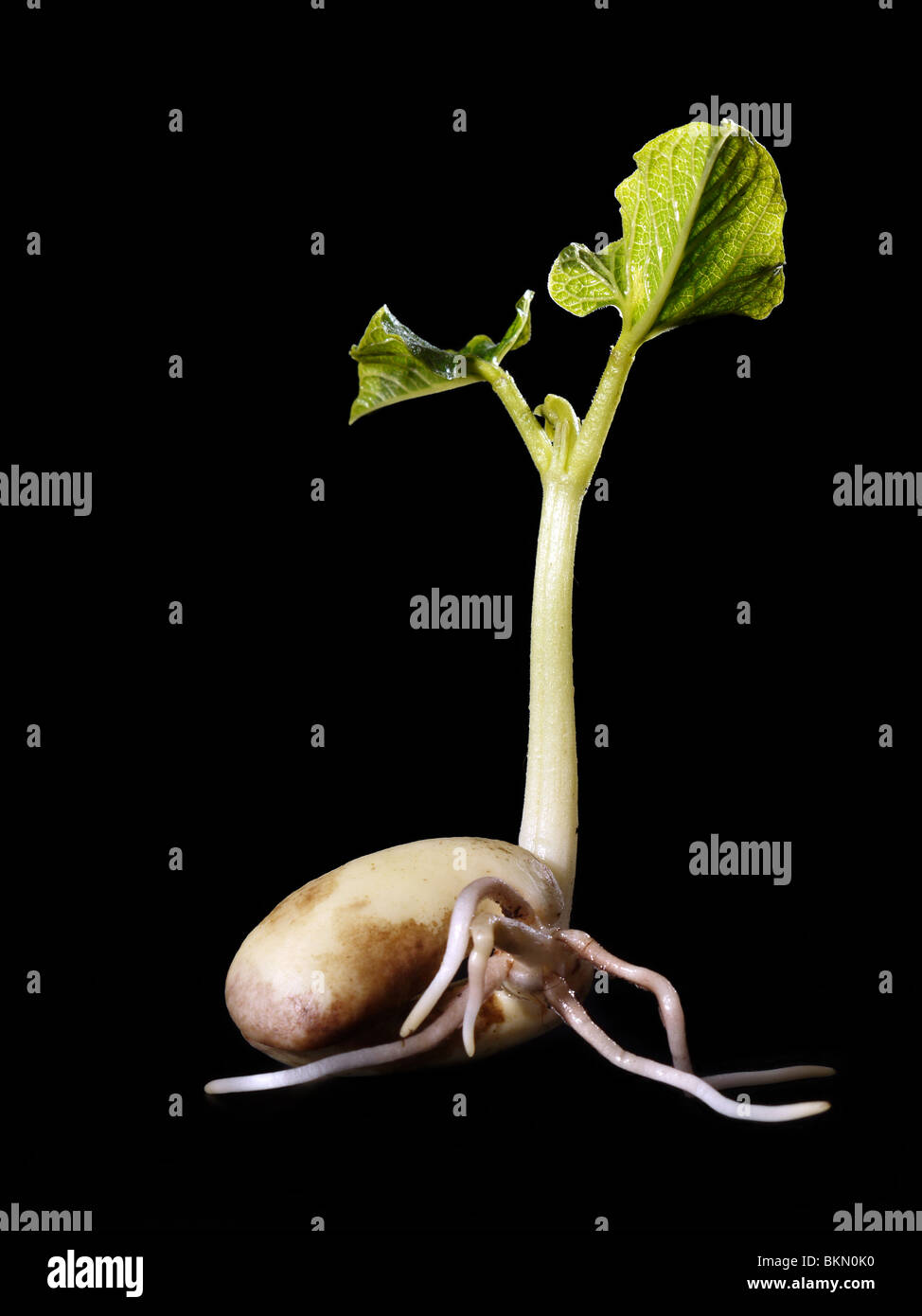 Young bean sprout germination - shot over black background Stock Photo