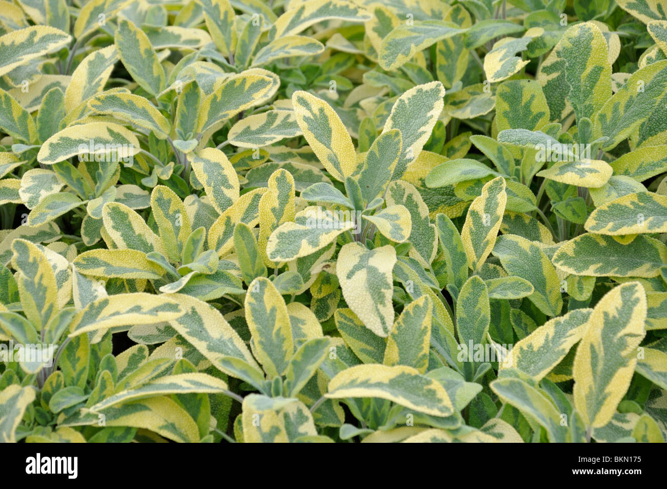 Common sage (Salvia officinalis 'Creme de la Creme') Stock Photo
