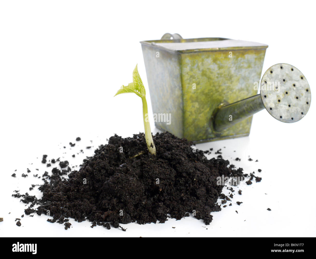 Soil mold with growing bean sprout and watering can in the background - shot isolated on white Stock Photo