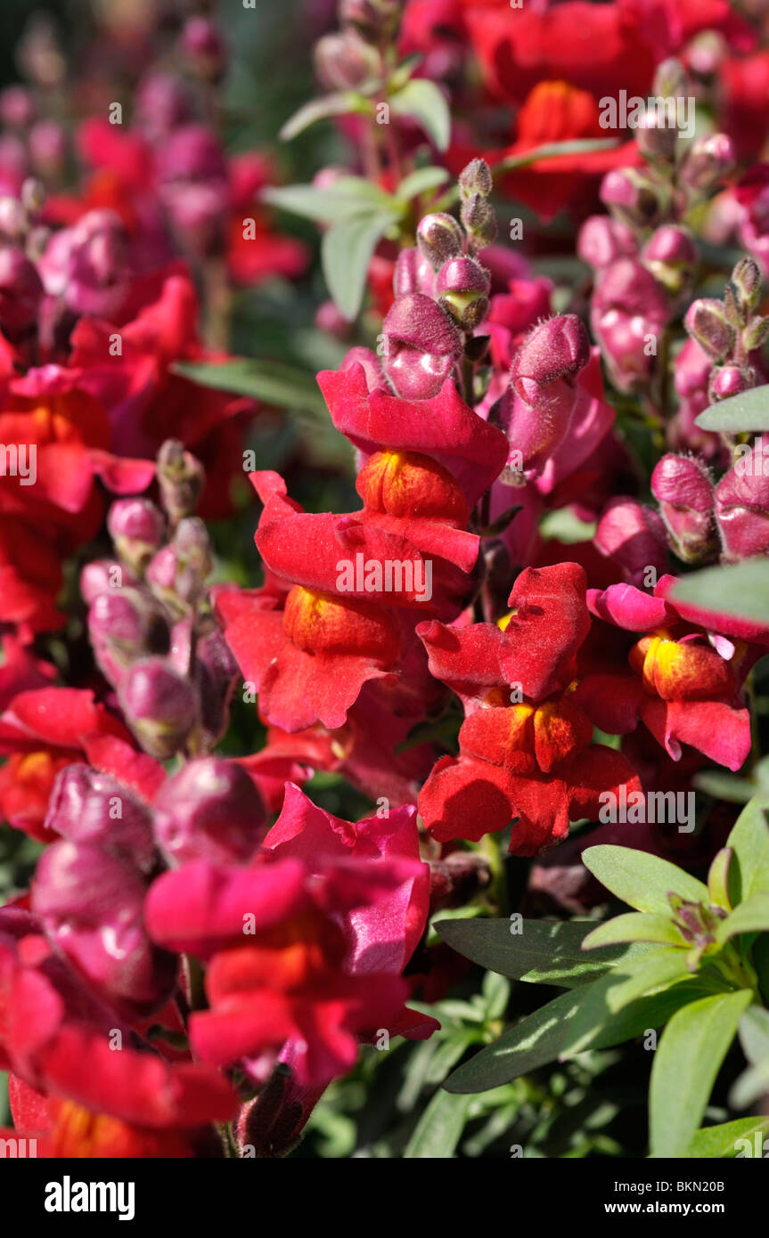 Snapdragon (Antirrhinum majus 'Coronette Crimson') Stock Photo