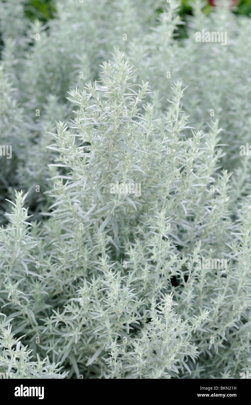 Western mugwort (Artemisia ludoviciana 'Silver Queen') Stock Photo