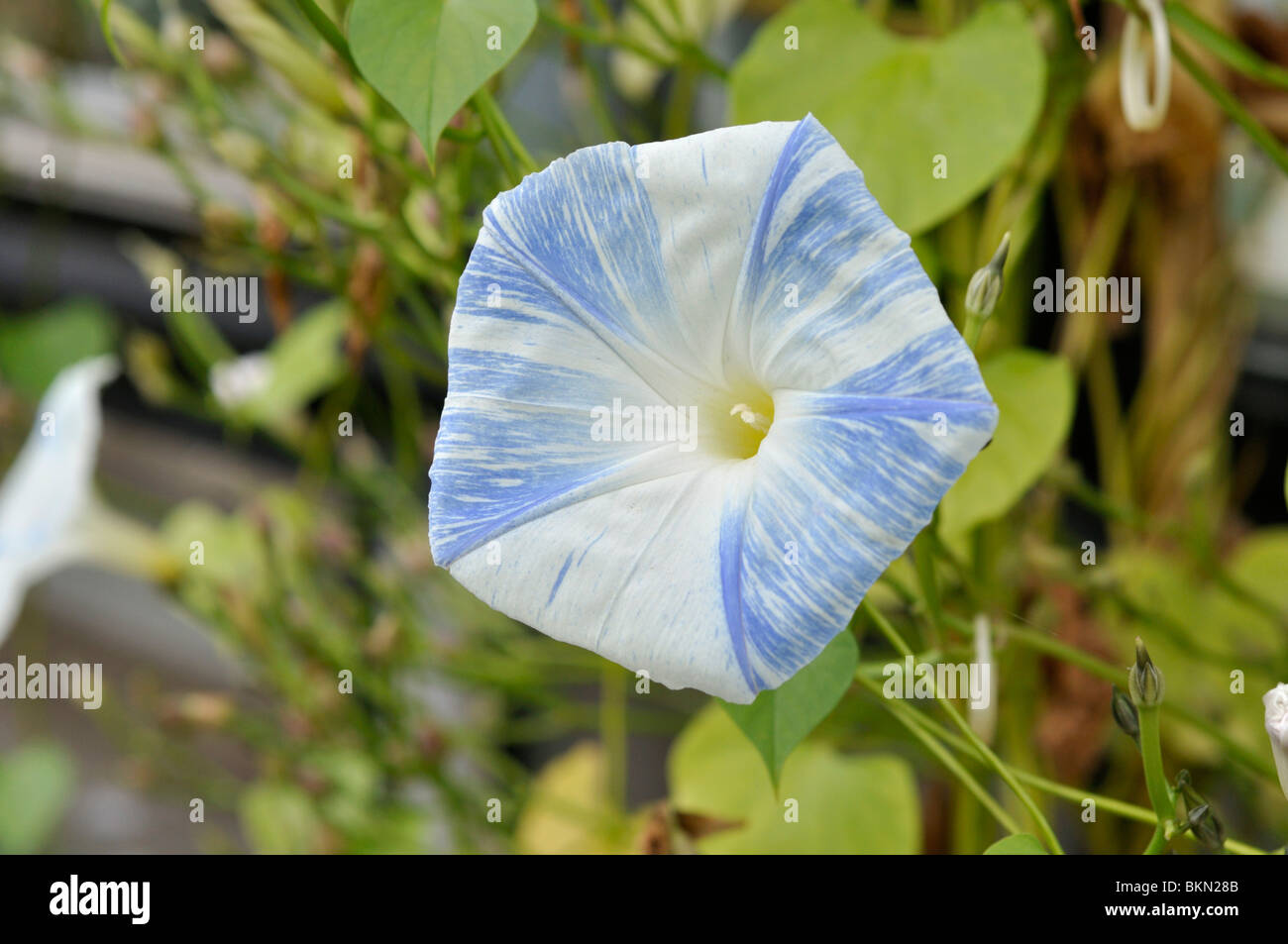 Mexican morning glory (Ipomoea tricolor 'Flying Saucers') Stock Photo