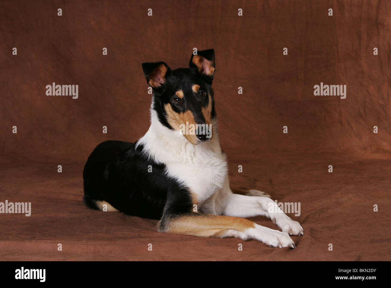 Short Haired Collie Stock Photos Short Haired Collie Stock