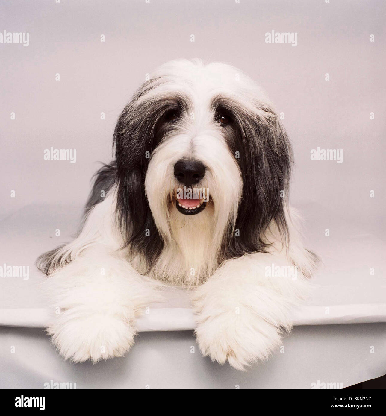 THE SHAGGY DOG (2006) CREDIT DISNEY SHGG 00127 Stock Photo Alamy