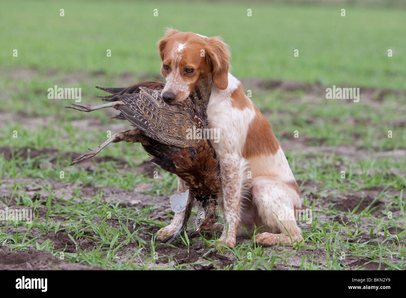 Epagneul Breton With Pheasant Stock Photo Alamy