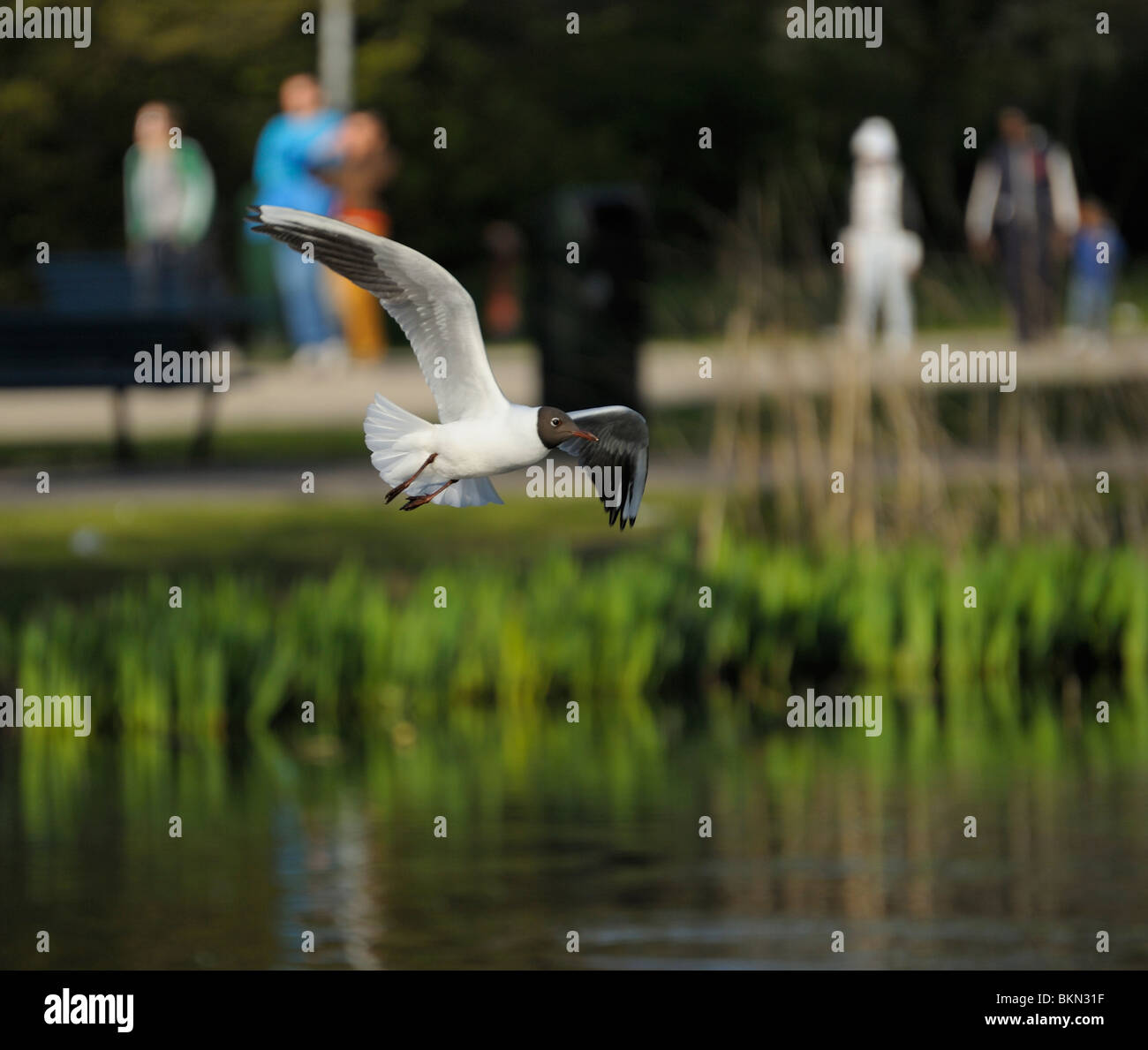 Black headed gull soaring in a laky crowded park Stock Photo