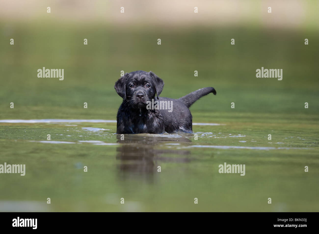 bathing Labrador Puppy Stock Photo Alamy